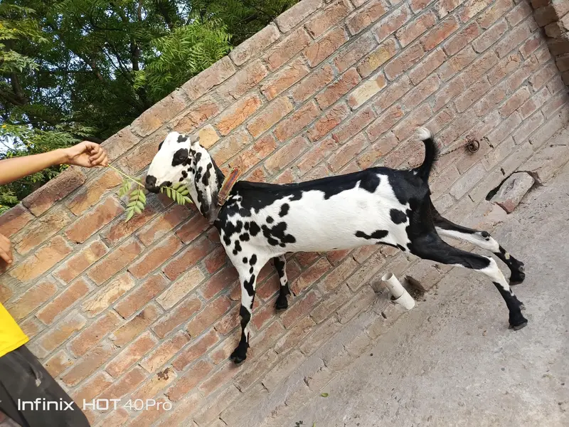 Bakri 3.5 4 month Gaban h — photo 4
