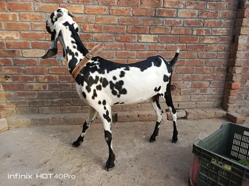Bakri 3.5 4 month Gaban h — photo 5