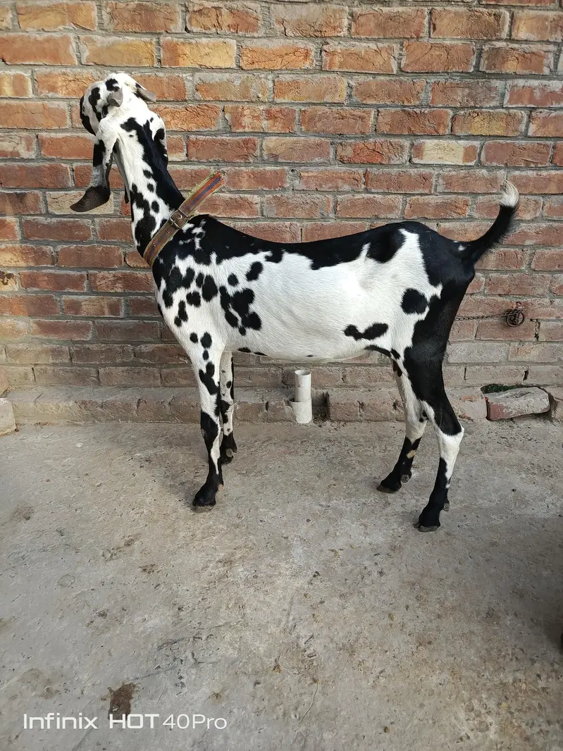 Bakri 3.5 4 month Gaban h — photo 7