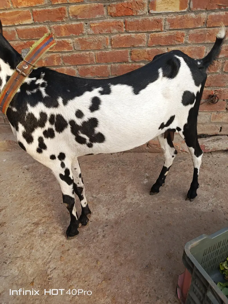 Bakri 3.5 4 month Gaban h — photo 8