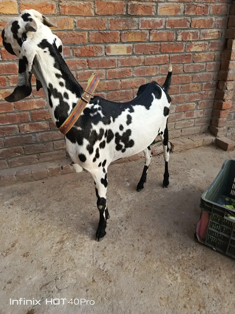 Bakri 3.5 4 month Gaban h — photo 9