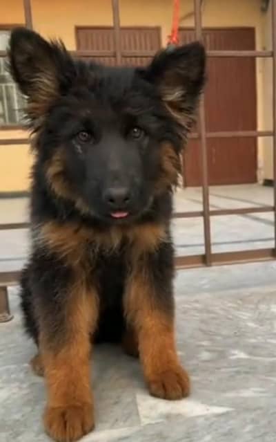 German Shepherd puppies male female. 03073909212 WhatsApp
