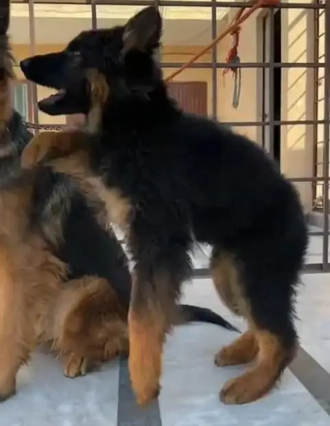 German Shepherd puppies male female. 03073909212 WhatsApp — photo 3