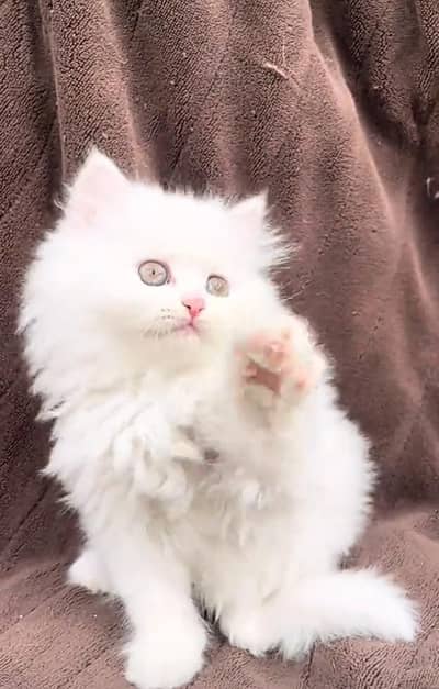 Persian kitten triple Qout. for. . sale my WhatsApp03493731440