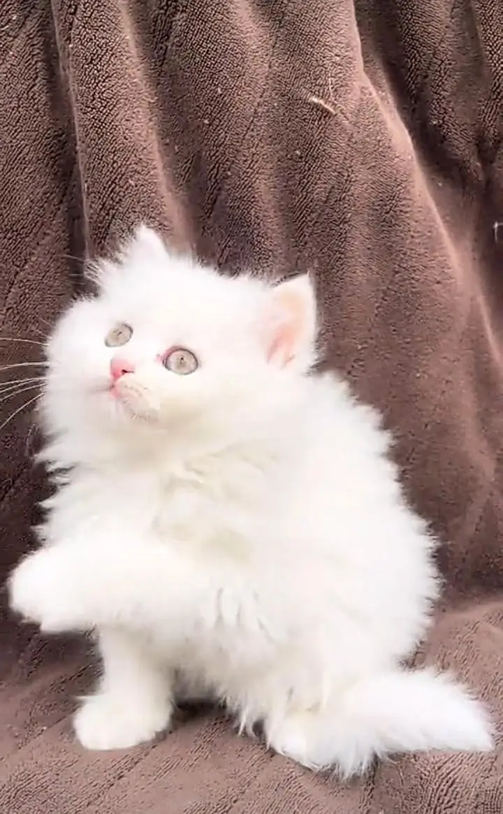 Persian kitten triple Qout. for. . sale my WhatsApp03493731440 — photo 2