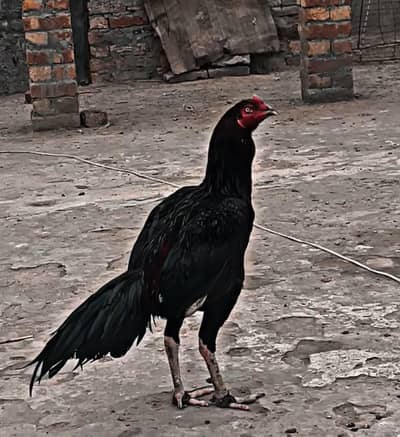 burmi aseel for sale
