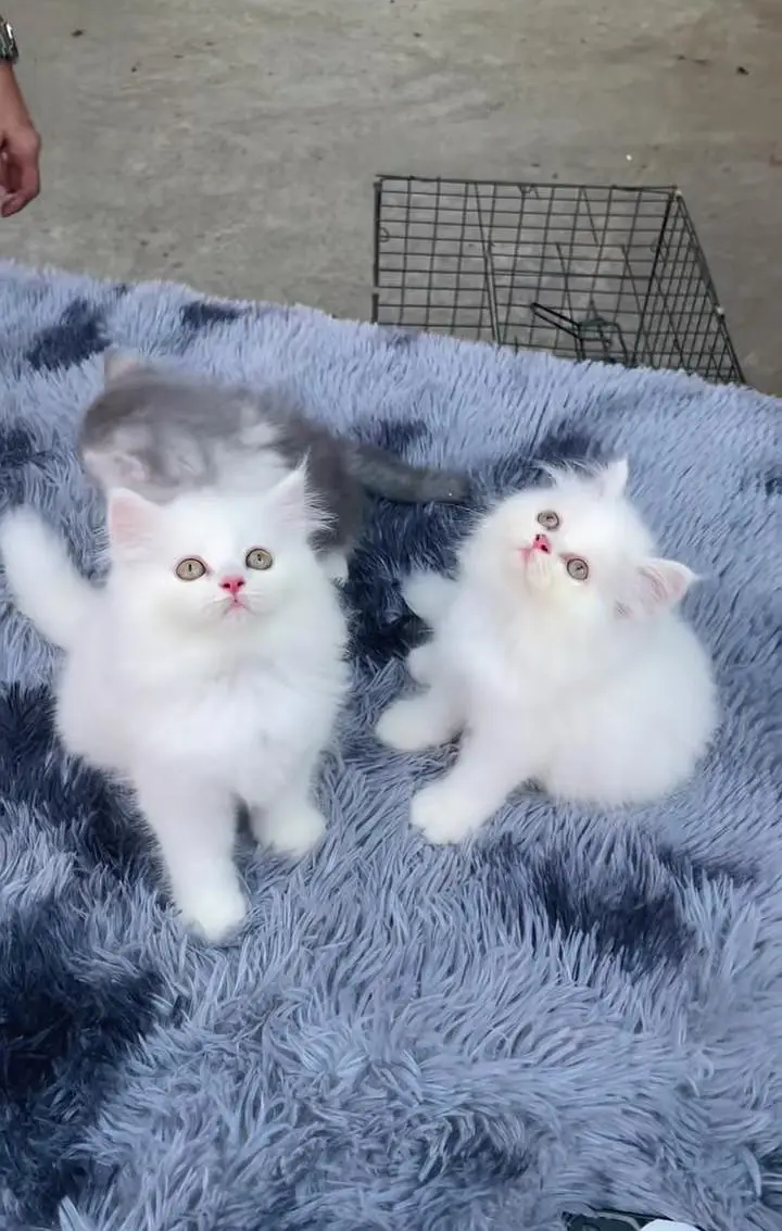 Persian kitten triple Qout. for. . sale my WhatsApp03493731440