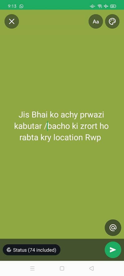 baby peigons forsale 03705933305 WhatsApp