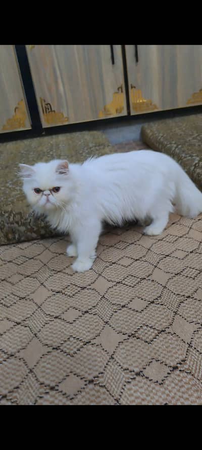 peki face cfa female for sale