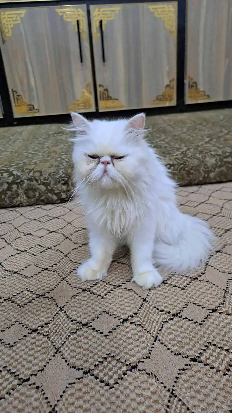 peki face cfa female for sale — photo 2