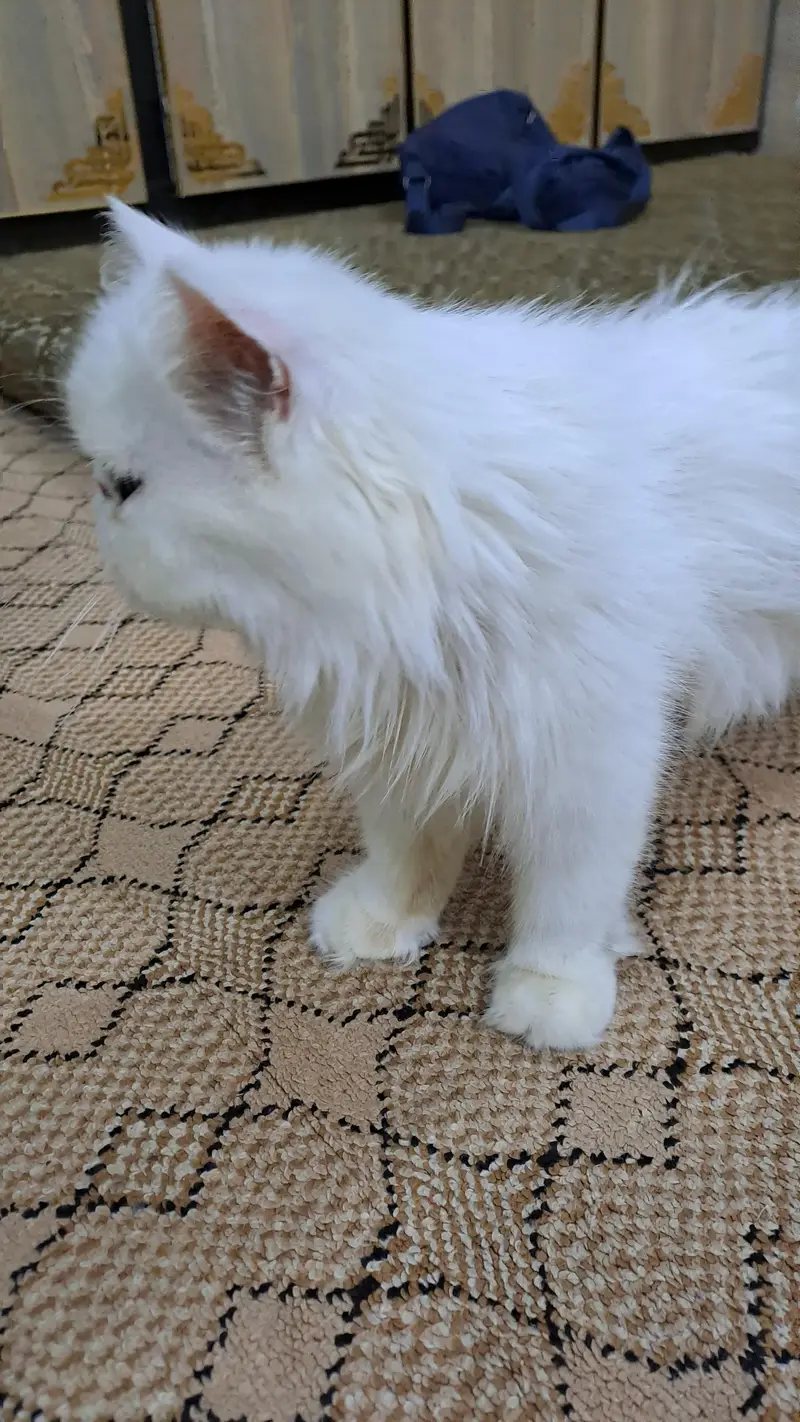 peki face cfa female for sale — photo 3