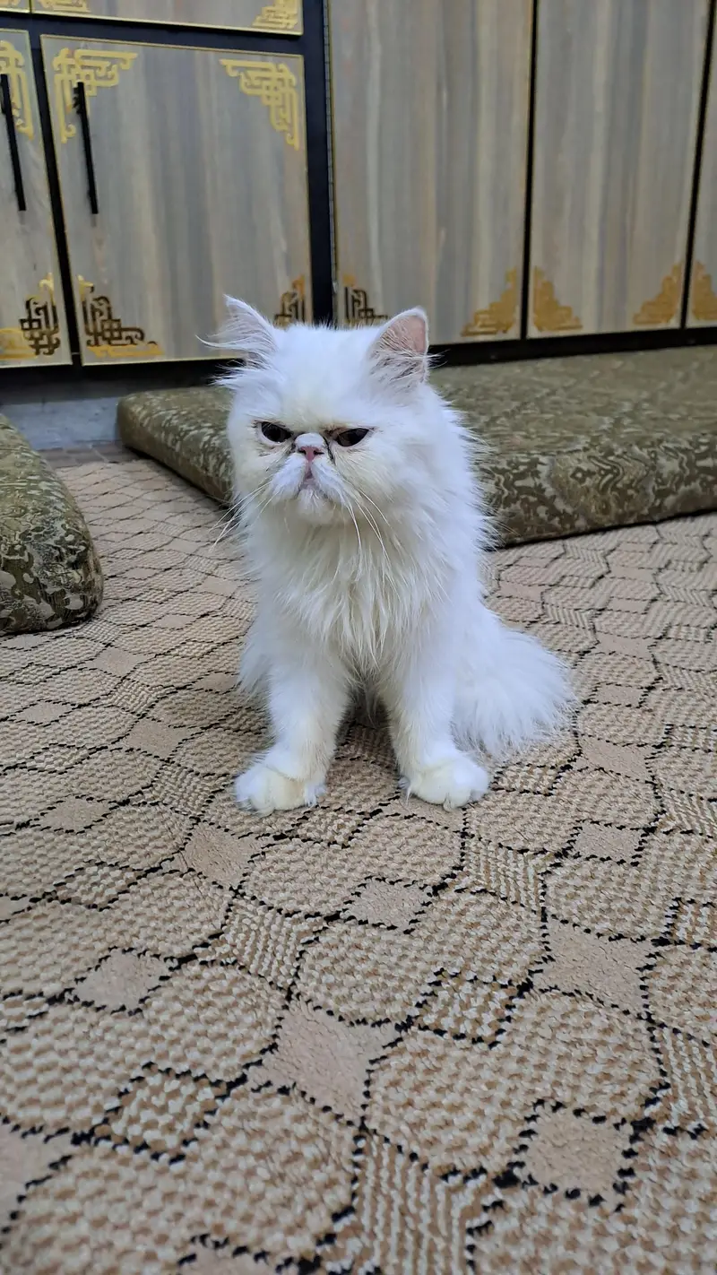 peki face cfa female for sale — photo 4