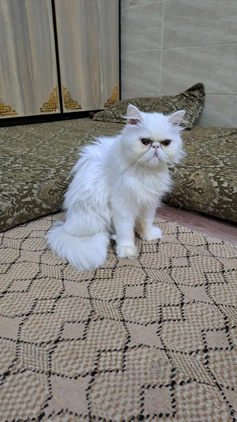 peki face cfa female for sale — photo 5