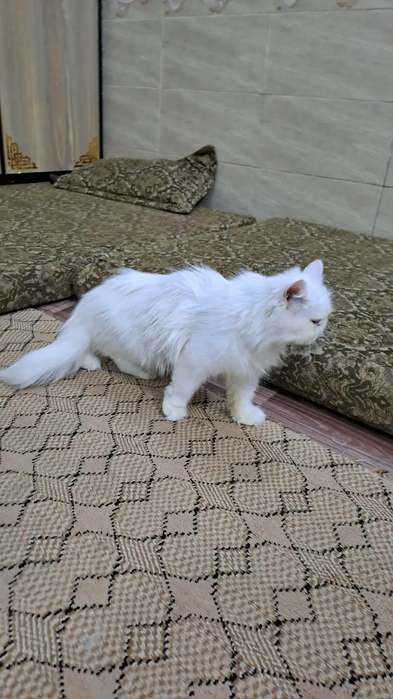 peki face cfa female for sale — photo 6