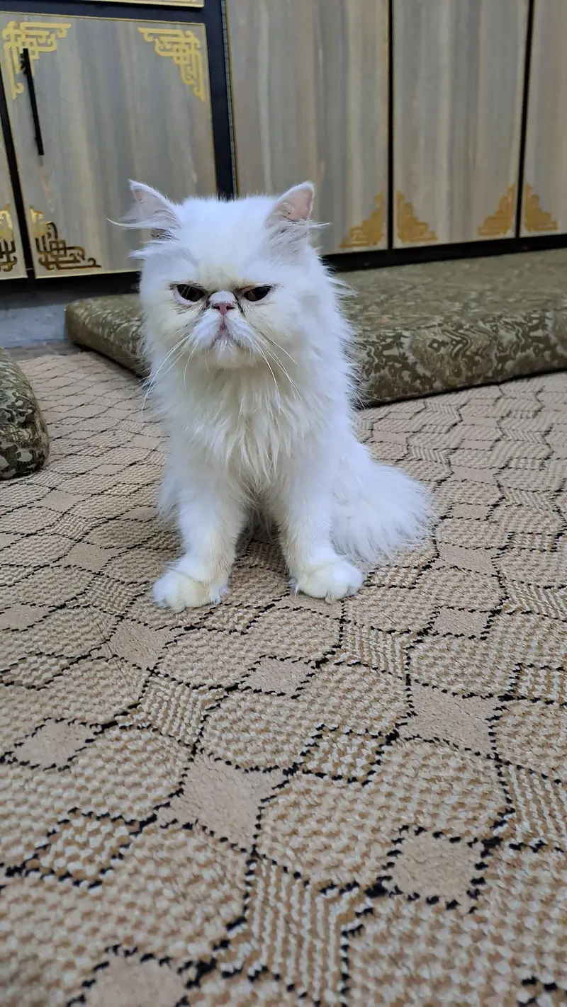 peki face cfa female for sale — photo 7