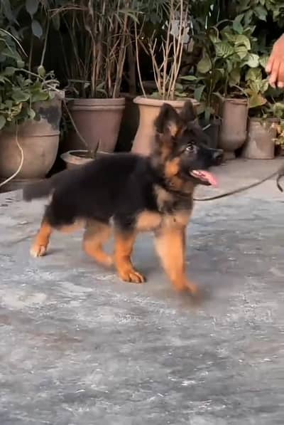German Shepherd puppies long cot for sale my WhatsApp. 03493731440