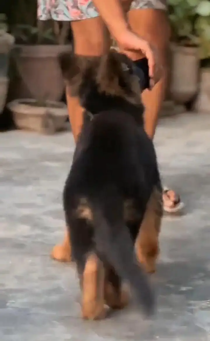 German Shepherd puppies long cot for sale my WhatsApp. 03493731440 — photo 2