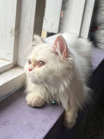 Pure Persian Kitten