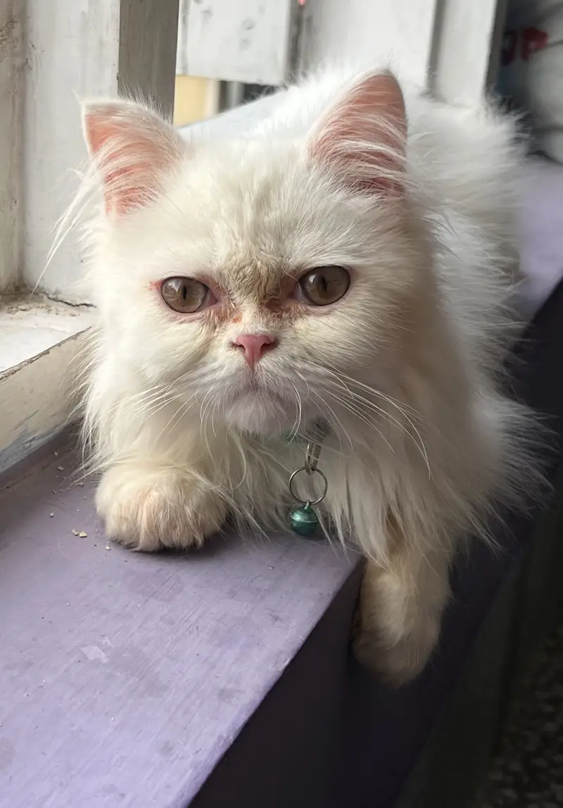 Pure Persian Kitten — photo 2