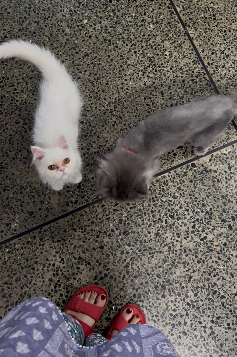 Pure Persian Kitten — photo 3