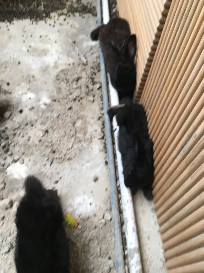 Gaints cast Rabbits — photo 2