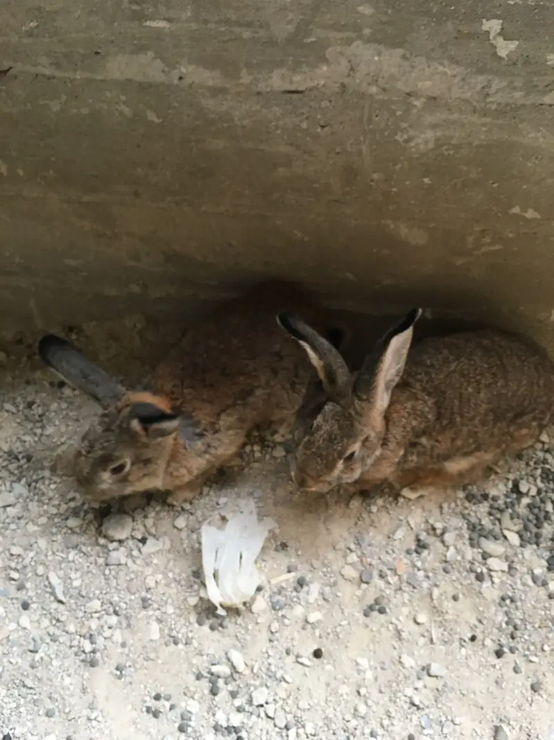 Gaints cast Rabbits — photo 3
