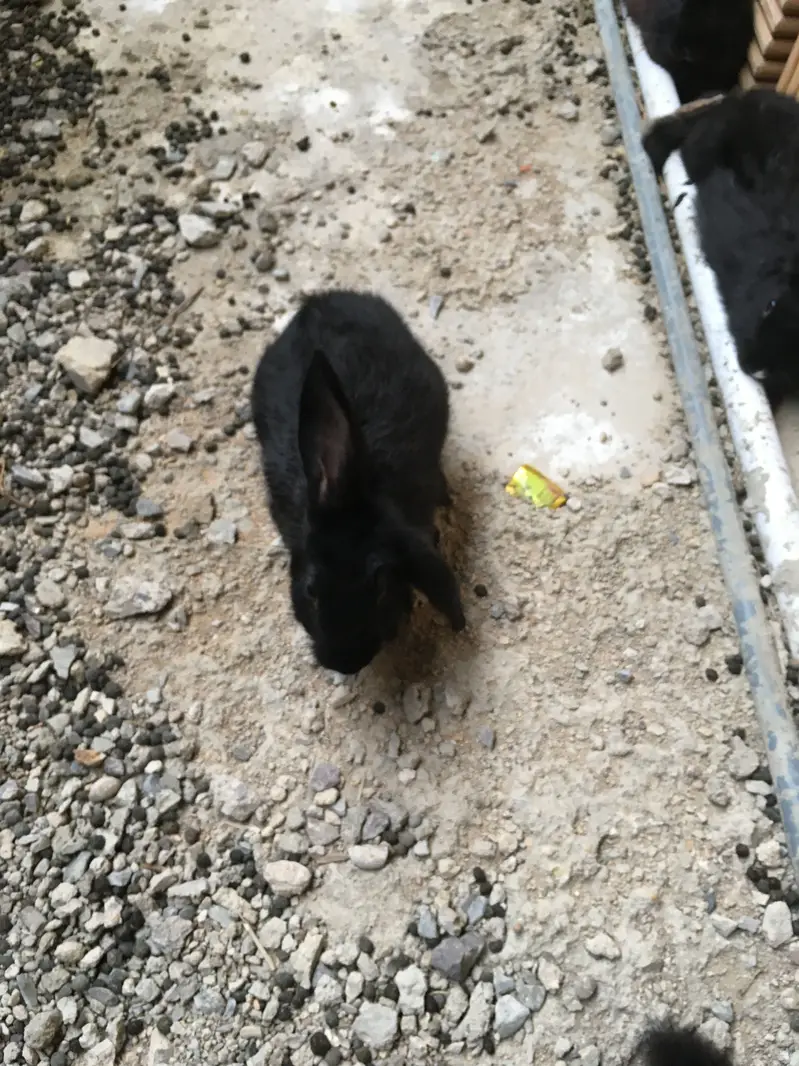 Gaints cast Rabbits — photo 4