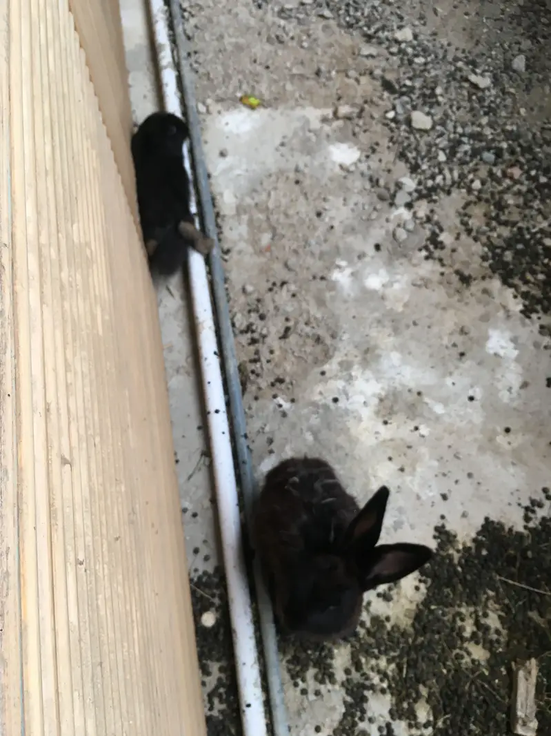 Gaints cast Rabbits — photo 5