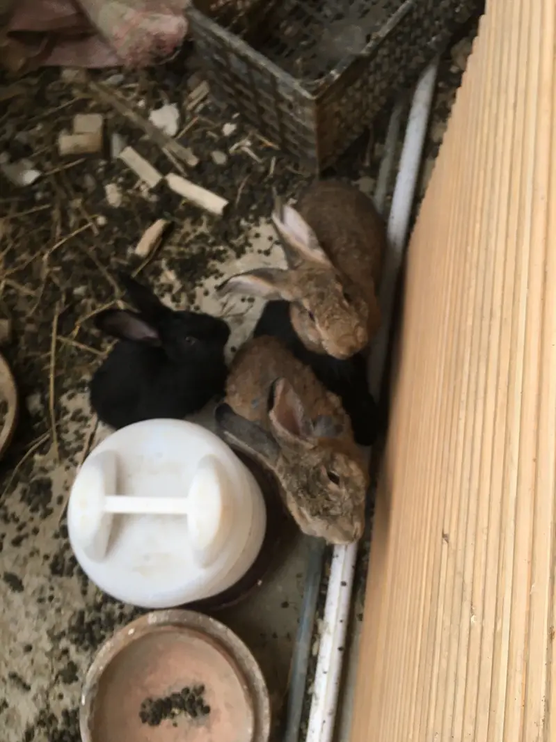 Gaints cast Rabbits — photo 6