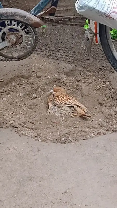 Irani Teetar for Sale — photo 3