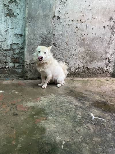Urgent sale