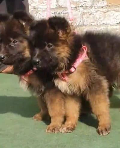 German Shepherd puppies long cot for sale my WhatsApp. 03493731440
