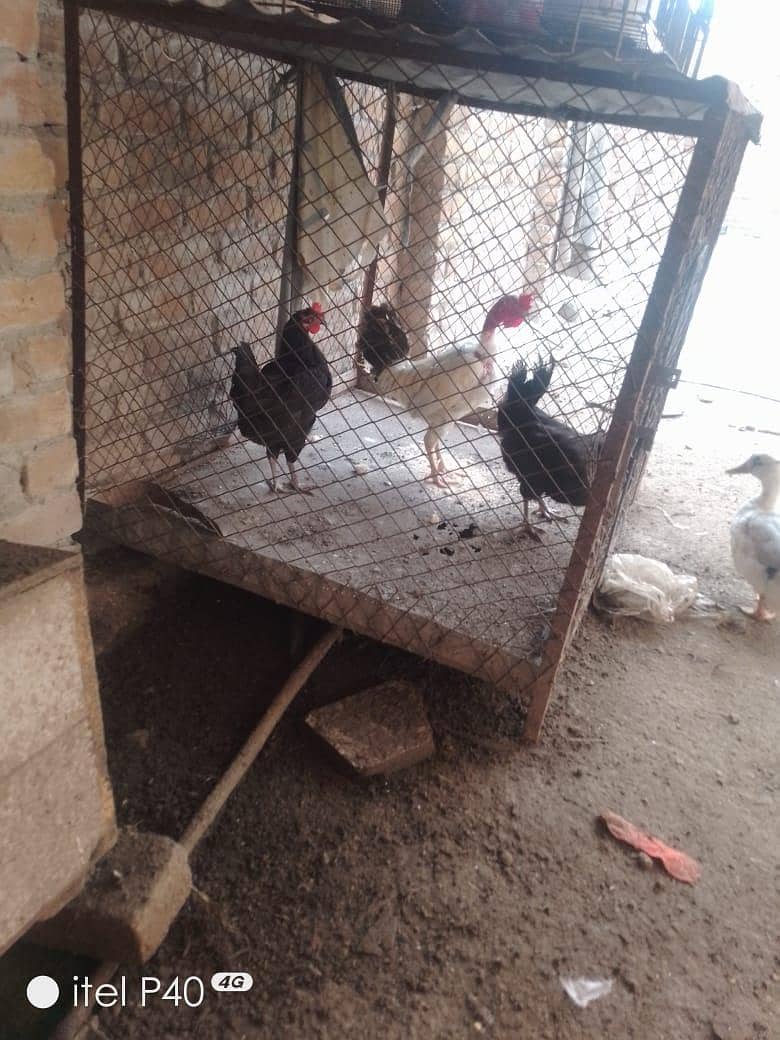active hens 0