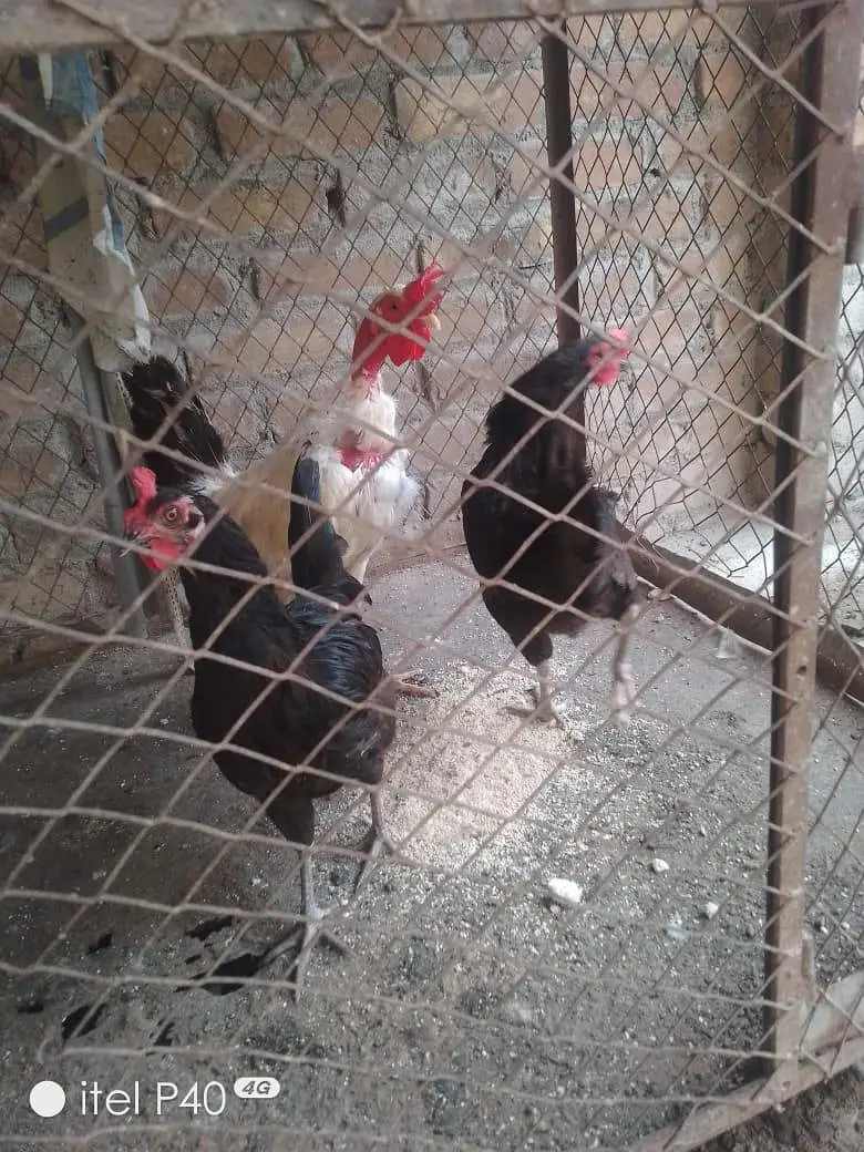active hens — photo 2