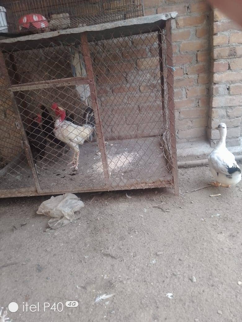 active hens 2