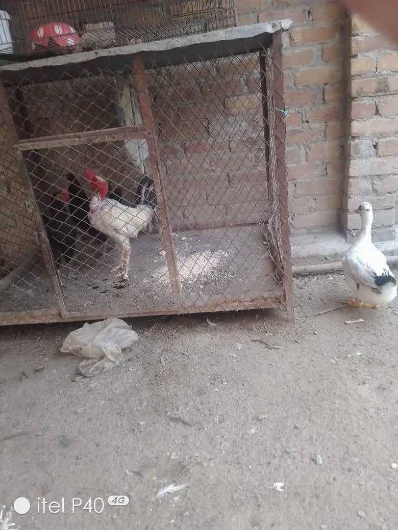 active hens — photo 3