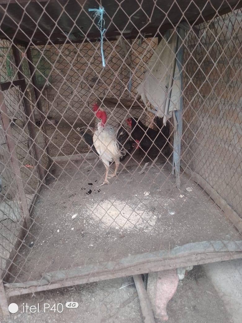 active hens 3