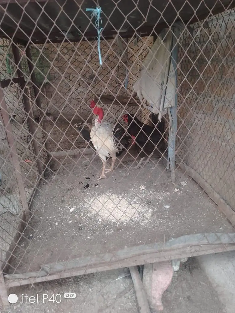 active hens — photo 4