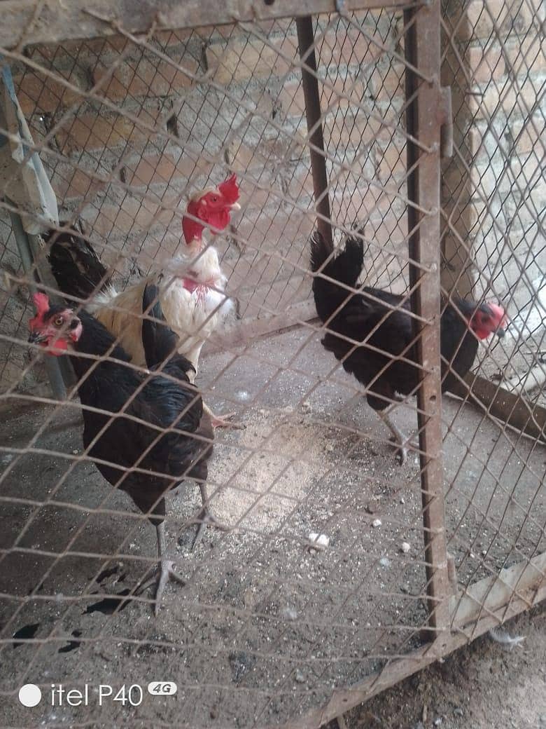 active hens 4