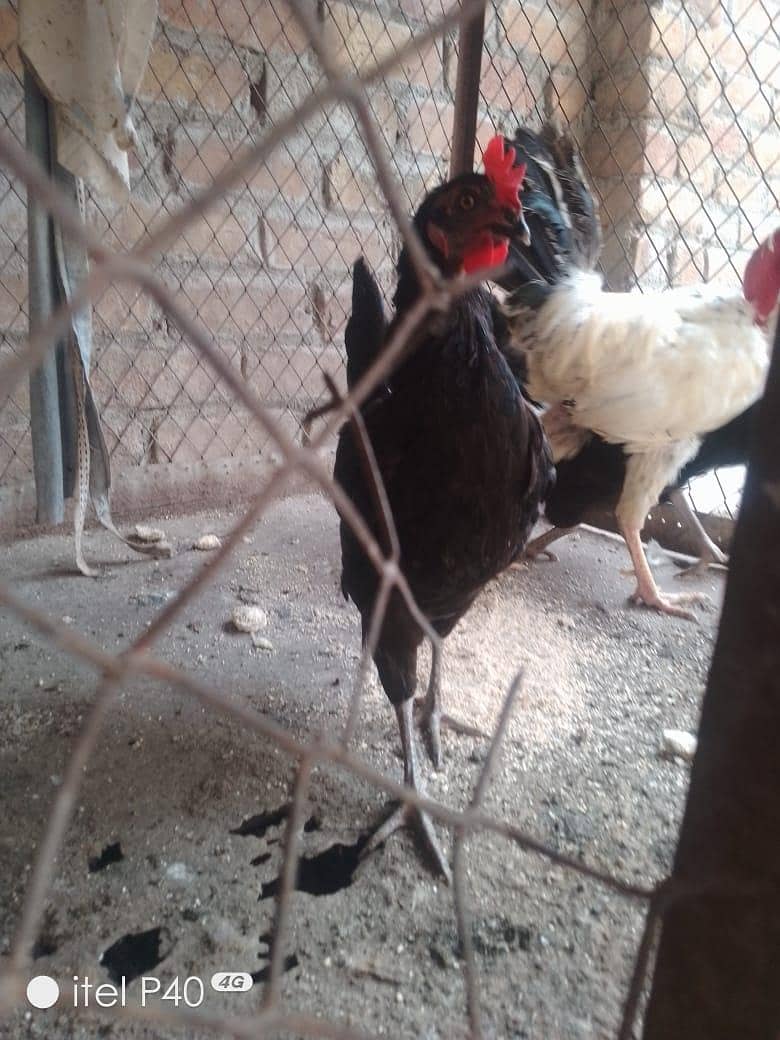active hens 5