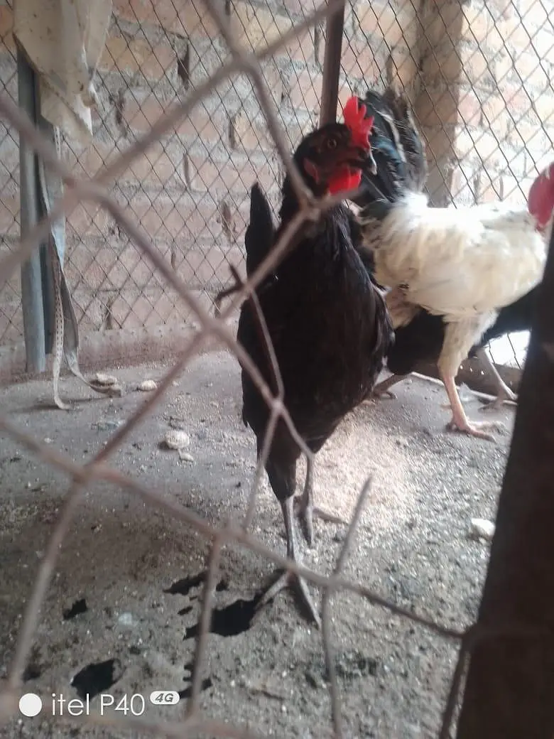 active hens — photo 6