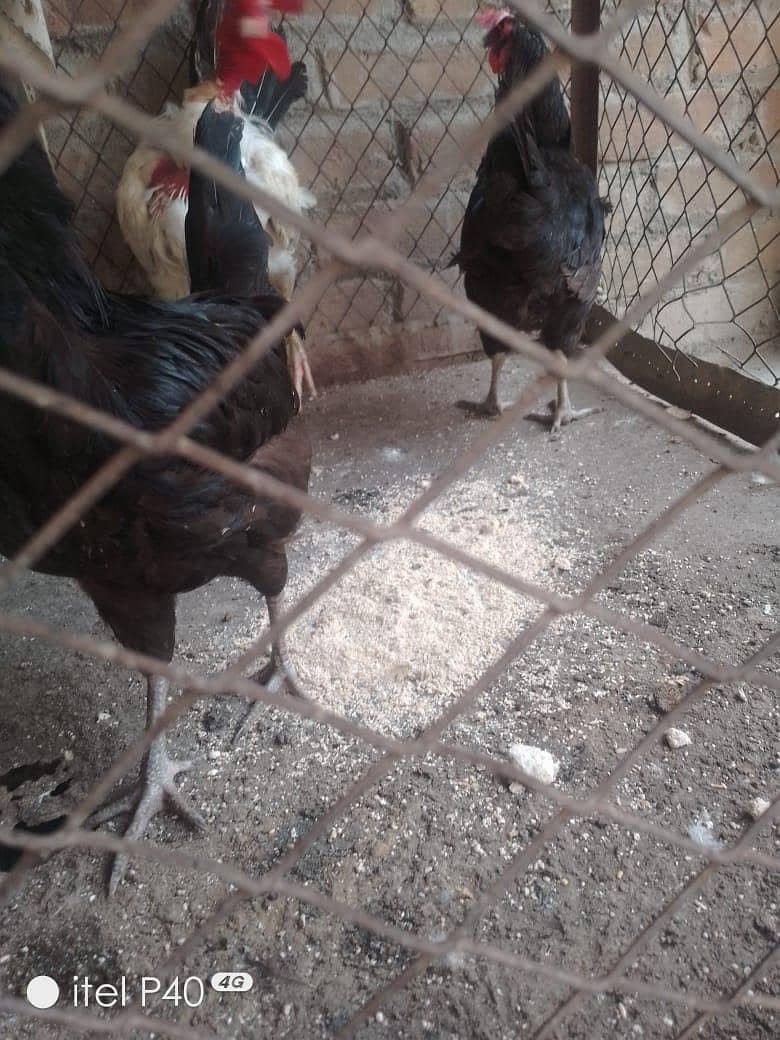 active hens 6