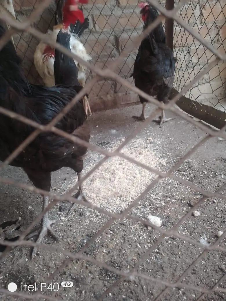 active hens — photo 7