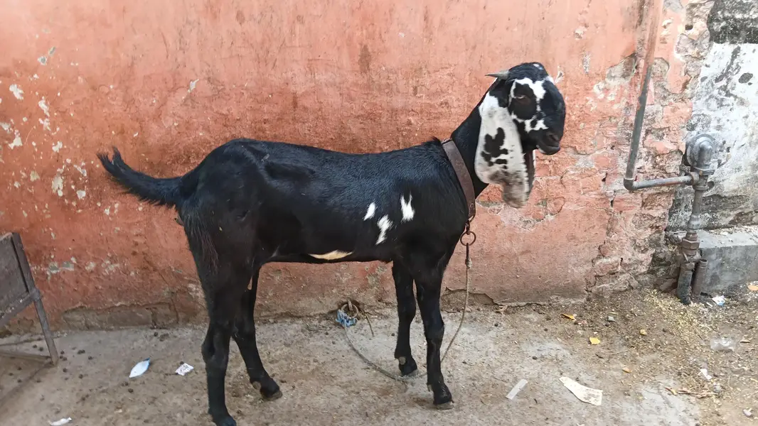 kali dabi path. . . . for sale hai. . . path khali hai cros ni hui abi
