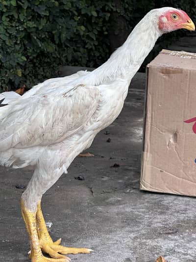 Shamo chicks for sale