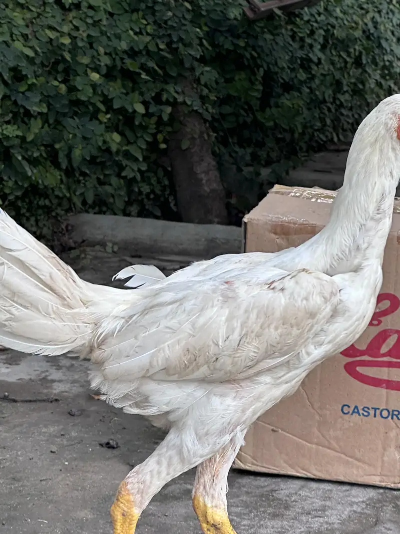 Shamo chicks for sale — photo 2