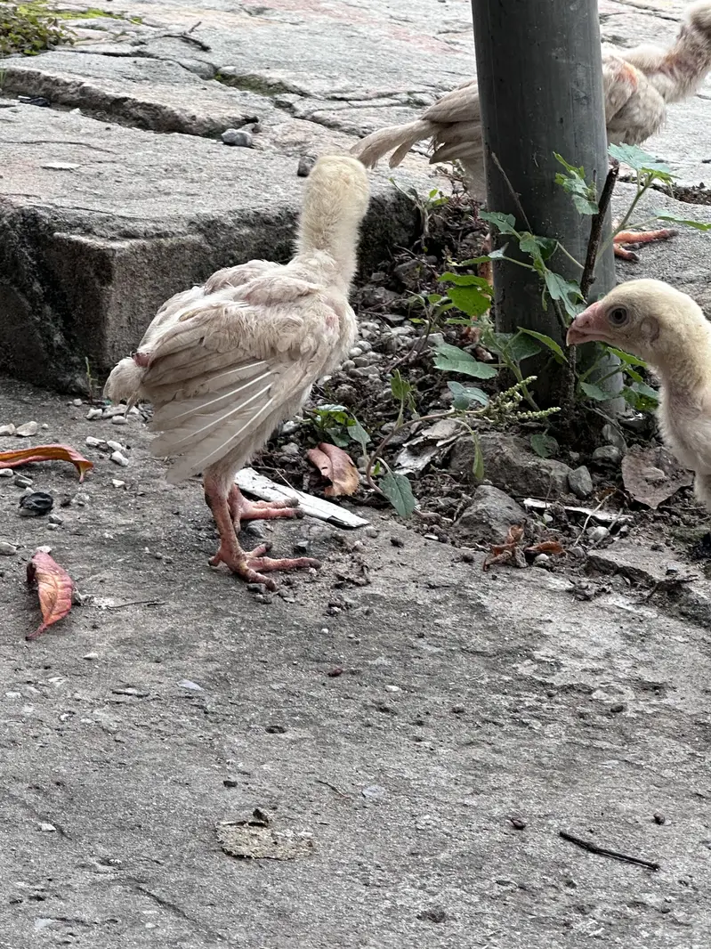 Shamo chicks for sale — photo 3