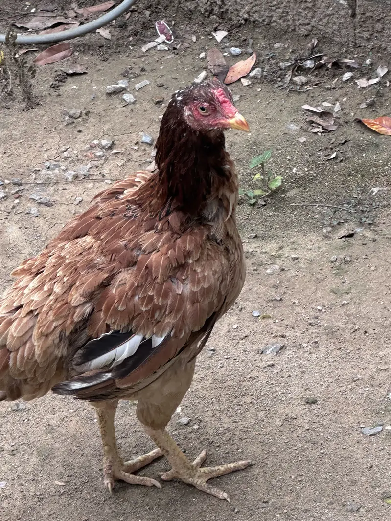 Shamo chicks for sale — photo 4