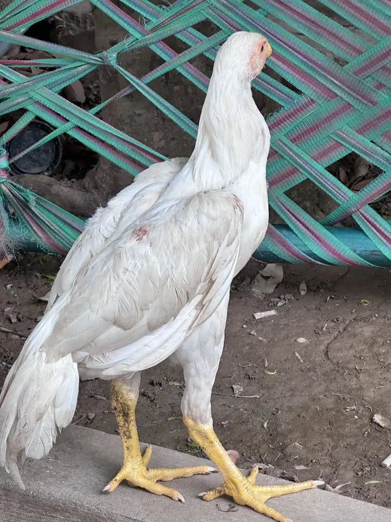 Shamo chicks for sale — photo 5
