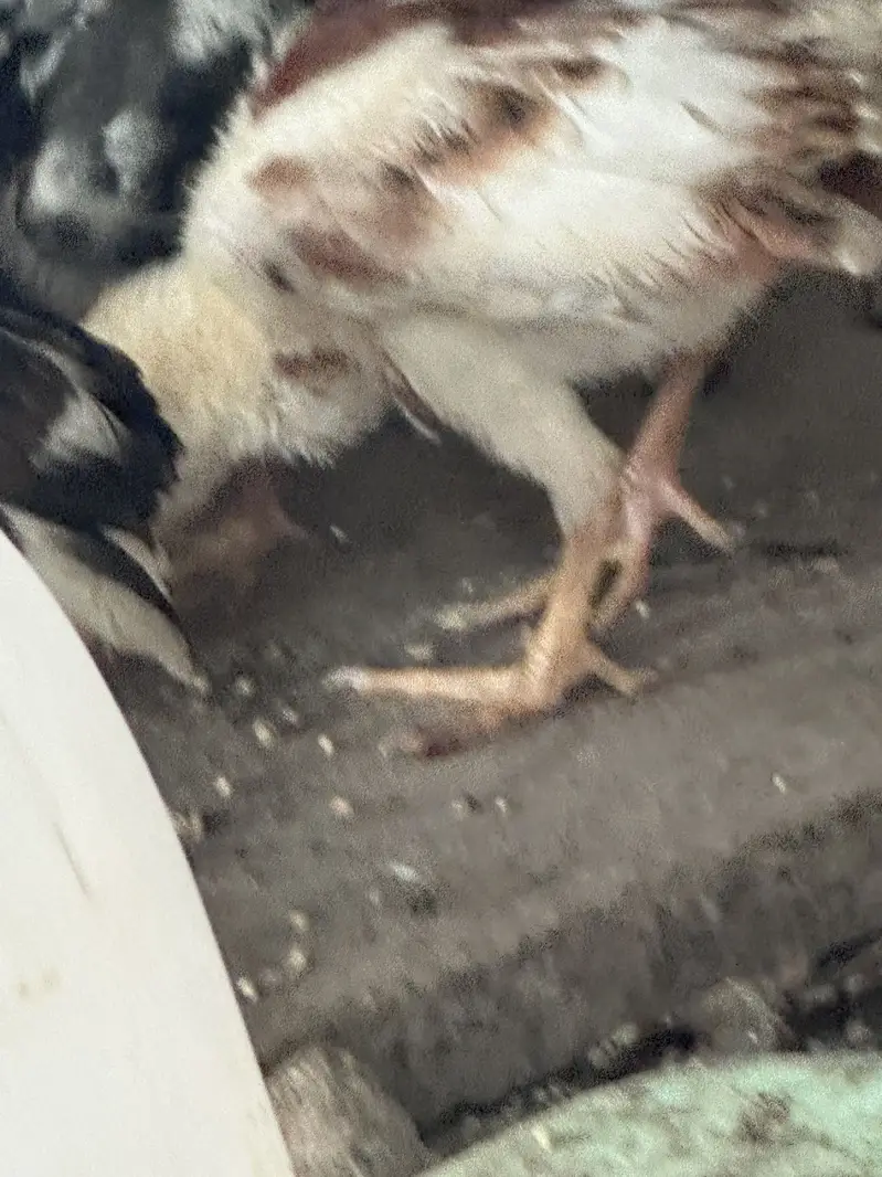 Shamo chicks for sale — photo 6